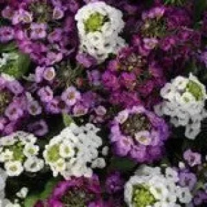 Alyssum Clear Crystal Mixed - 10 seeds