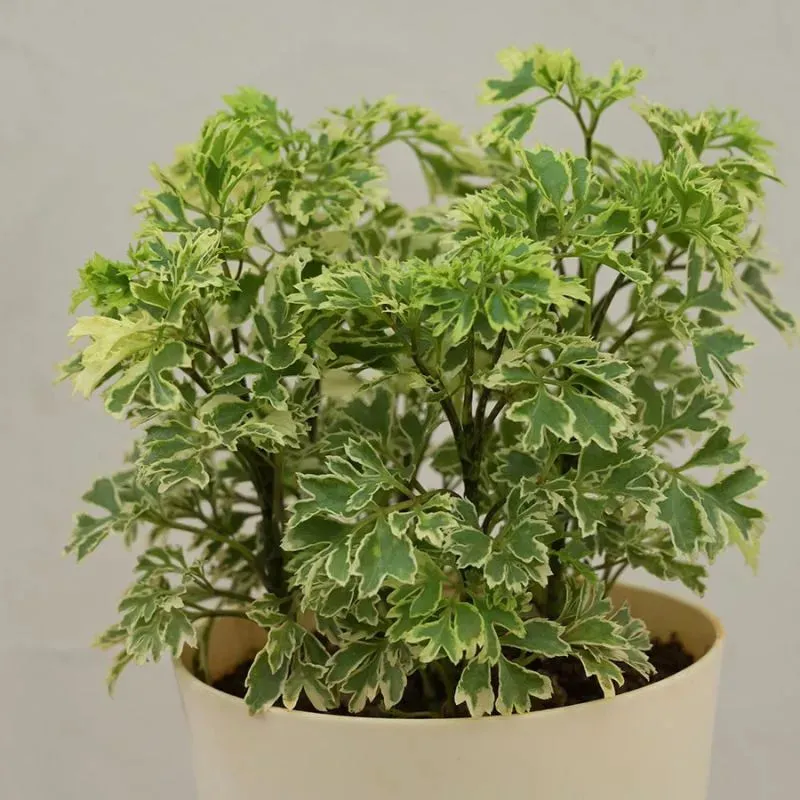 Aralia Variegated Mini Natural Live Indoor Plant with Pot