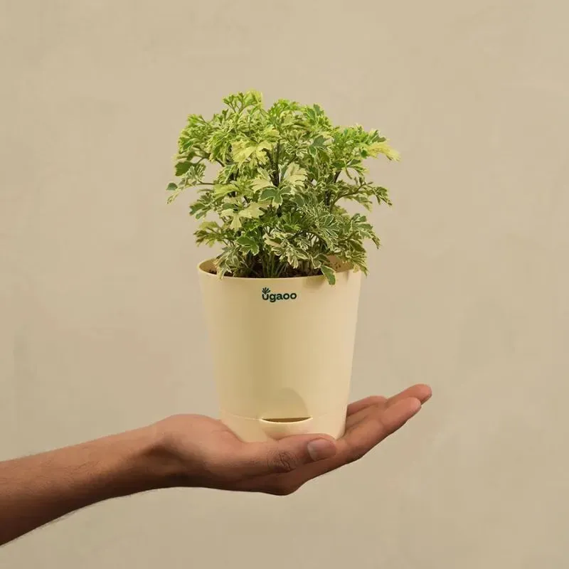 Aralia Variegated Mini Natural Live Indoor Plant with Pot