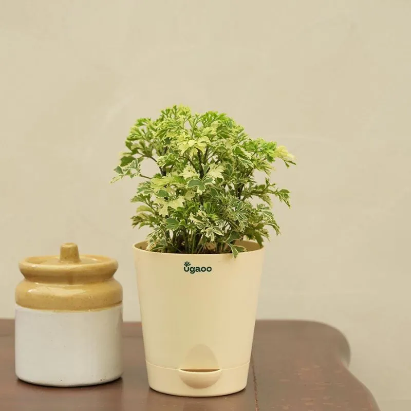 Aralia Variegated Mini Natural Live Indoor Plant with Pot