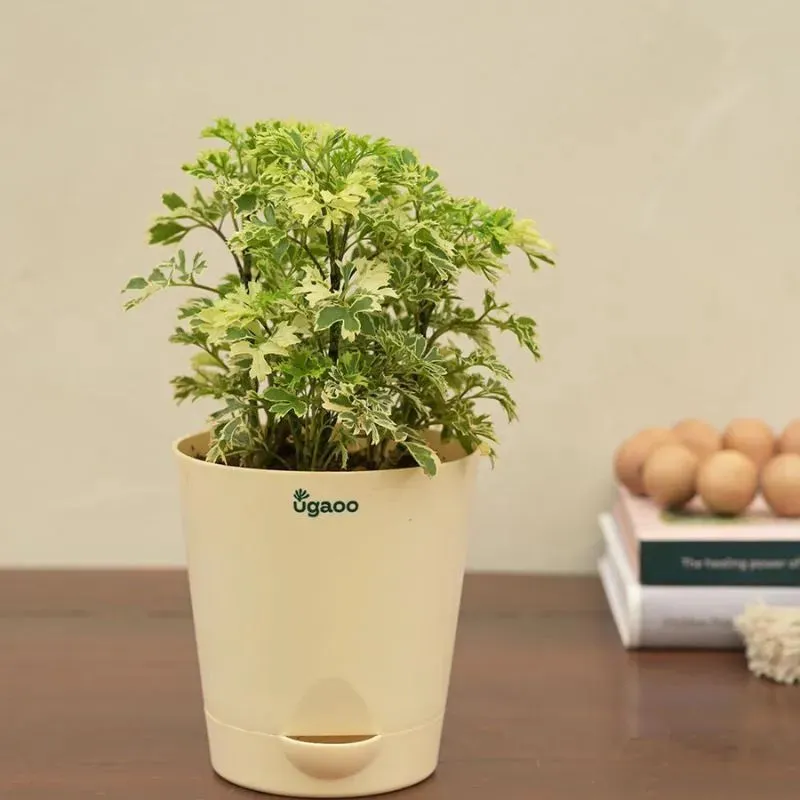 Aralia Variegated Mini Natural Live Indoor Plant with Pot