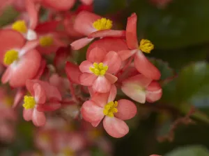 Begonia Hula Red White Bicolor Seeds