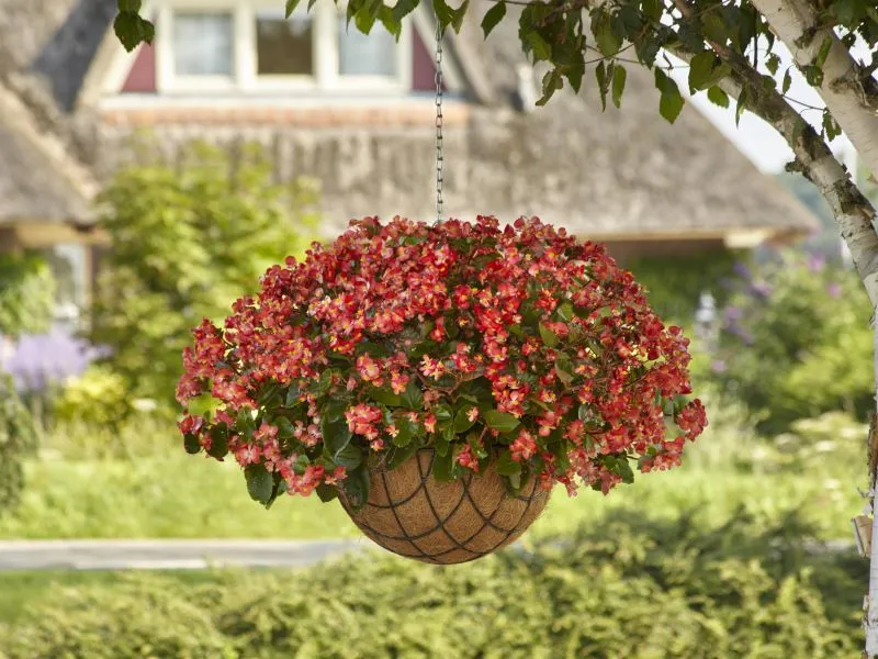 Begonia Hula Red White Bicolor Seeds