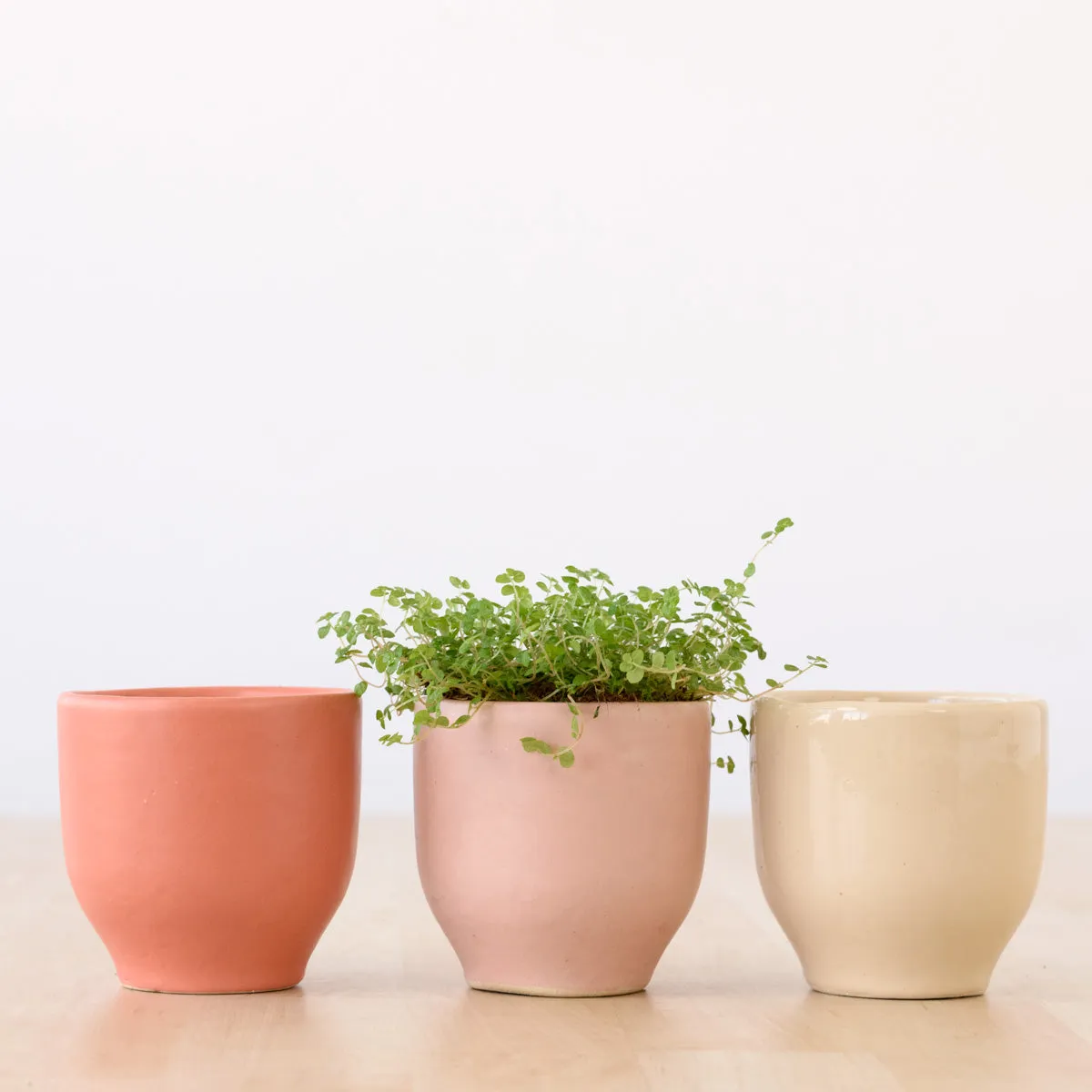 Calandiva Planter - Pinks