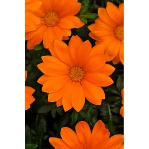 Gazania New Day Bright Orange - 5 seeds