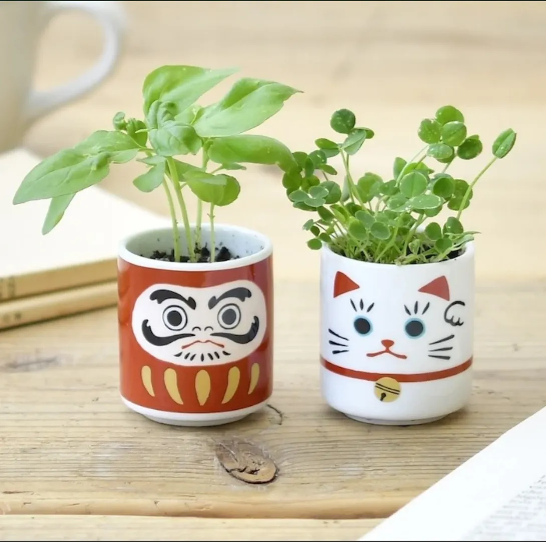 Lucky Plant - Beckoning Cat (White Clover)