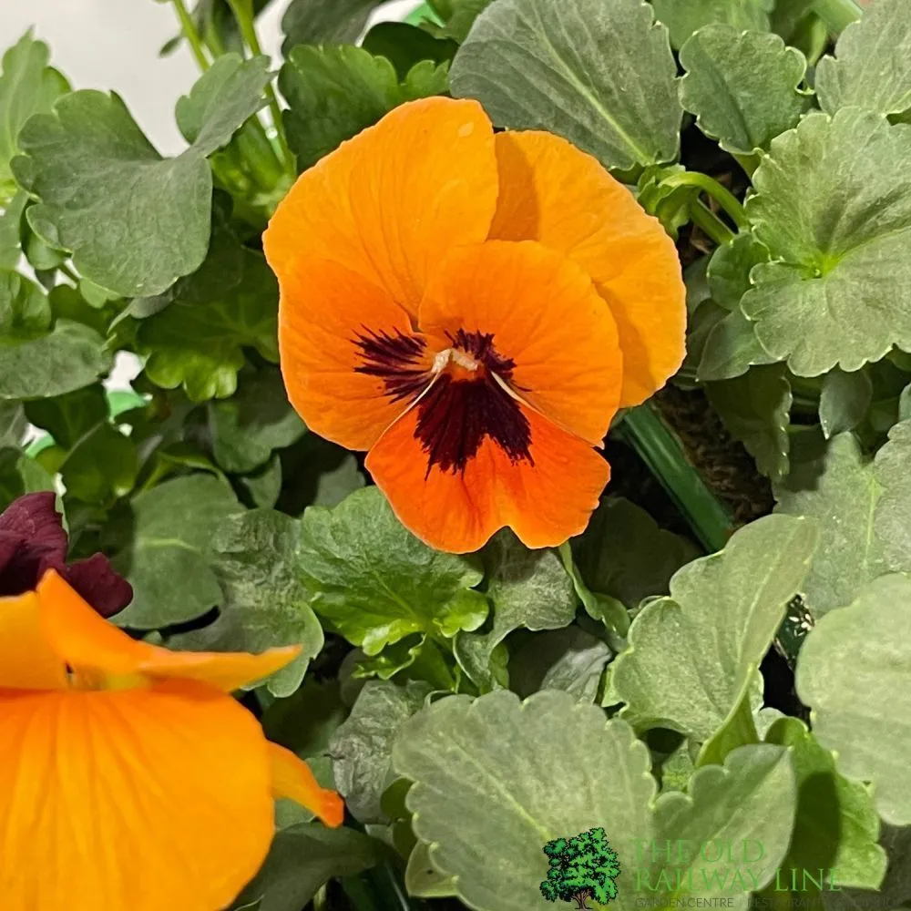 Pansy Mixed Six Pack of Plants