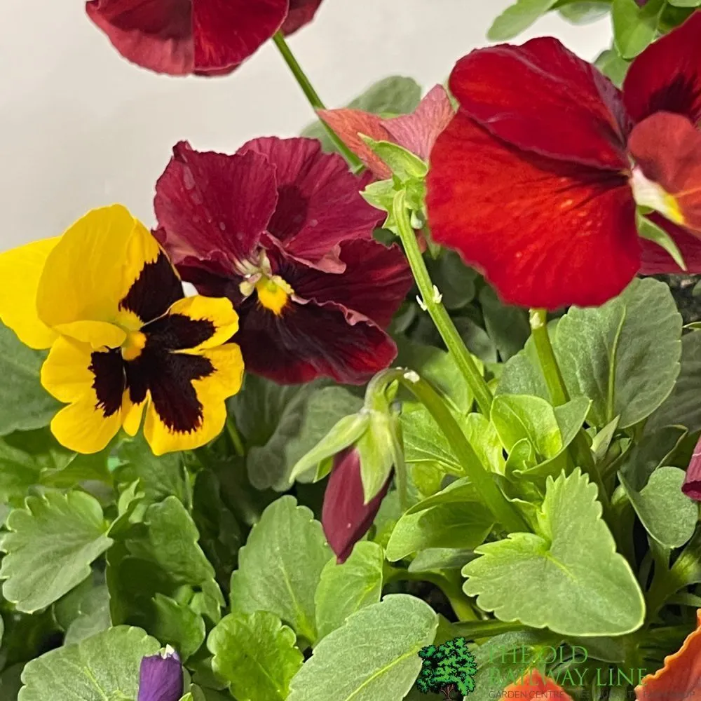 Pansy Mixed Six Pack of Plants