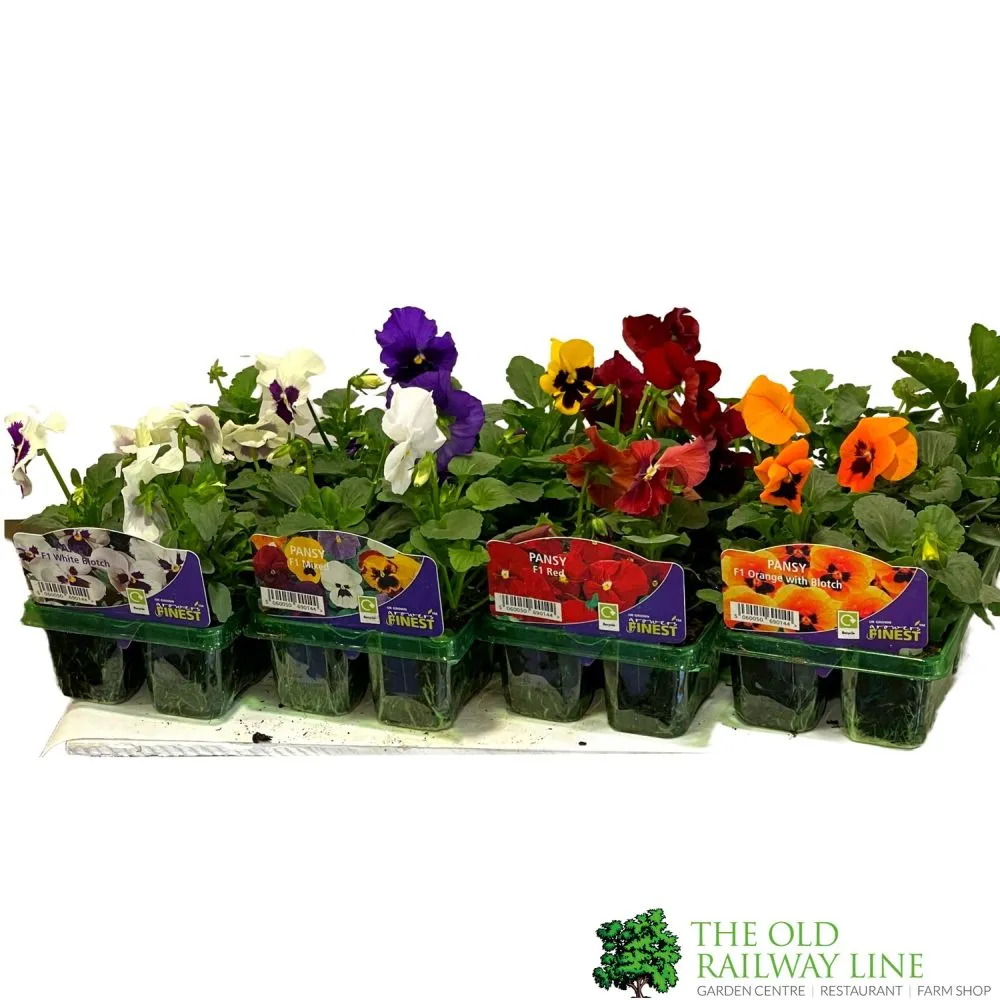 Pansy Mixed Six Pack of Plants