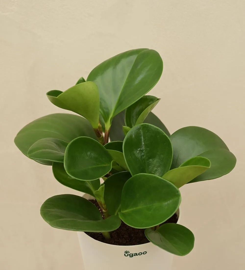 Peperomia Green Plant Corporate Gift Hamper