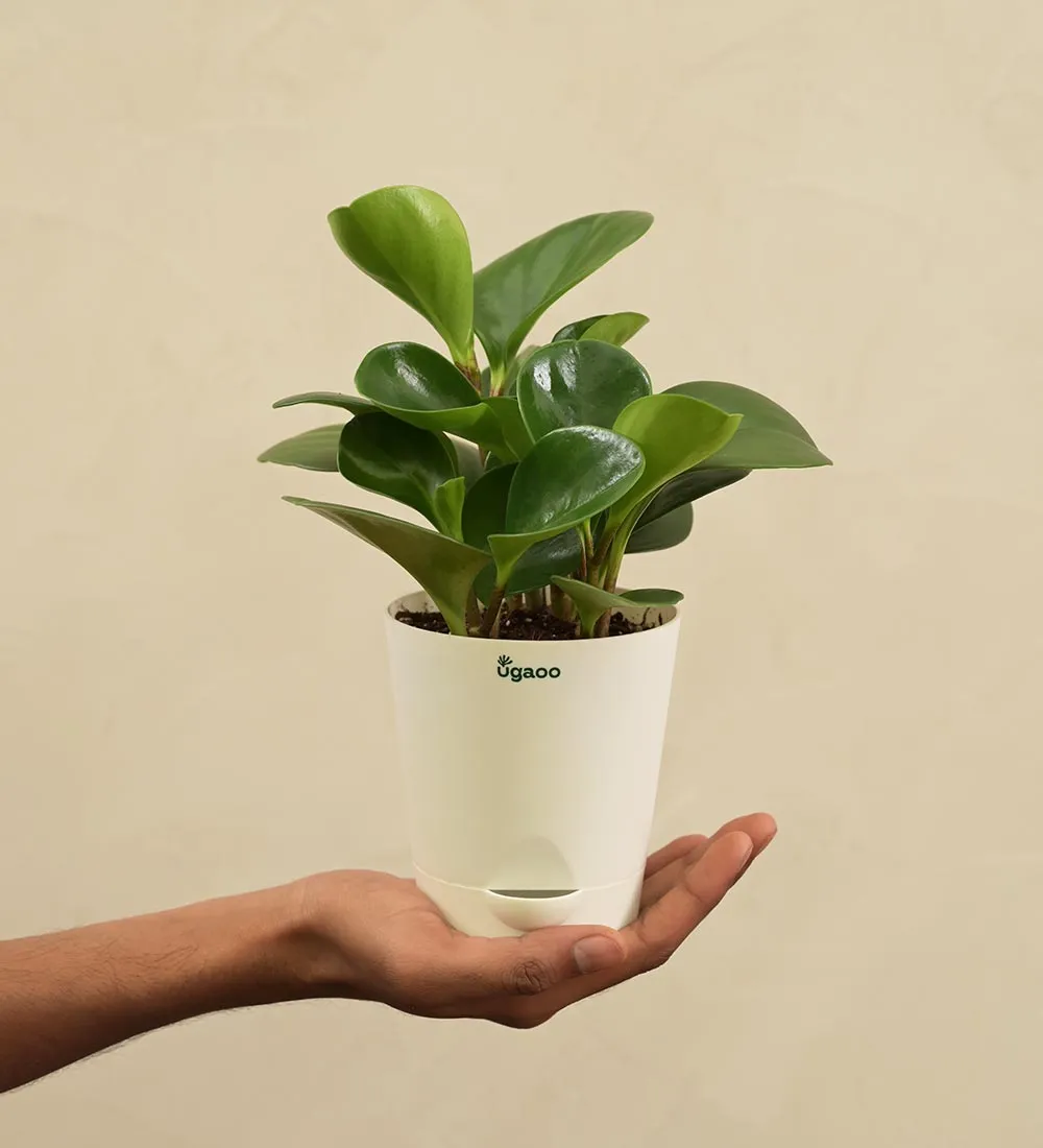 Peperomia Green Plant Corporate Gift Hamper