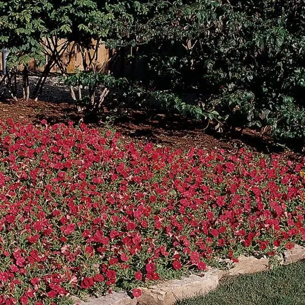 Petunia Easy Wave Red Flower Seeds