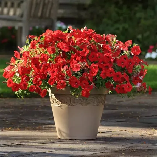 Petunia Easy Wave Red Flower Seeds