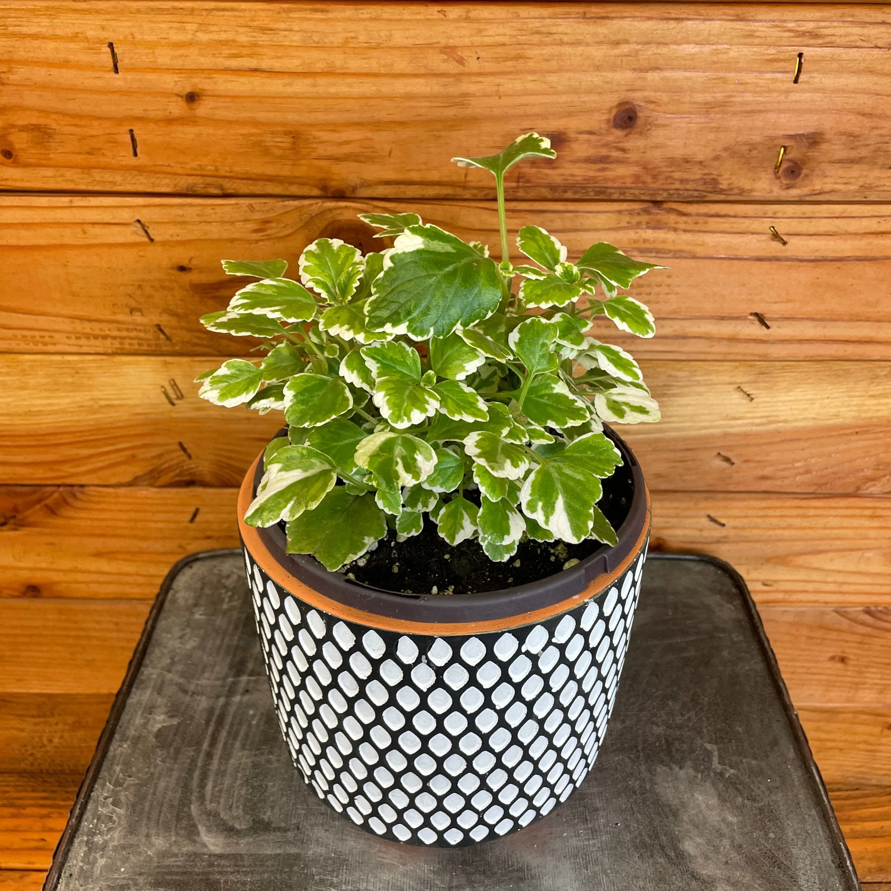 Plectranthus Swedish Ivy Mint, 6" Plant