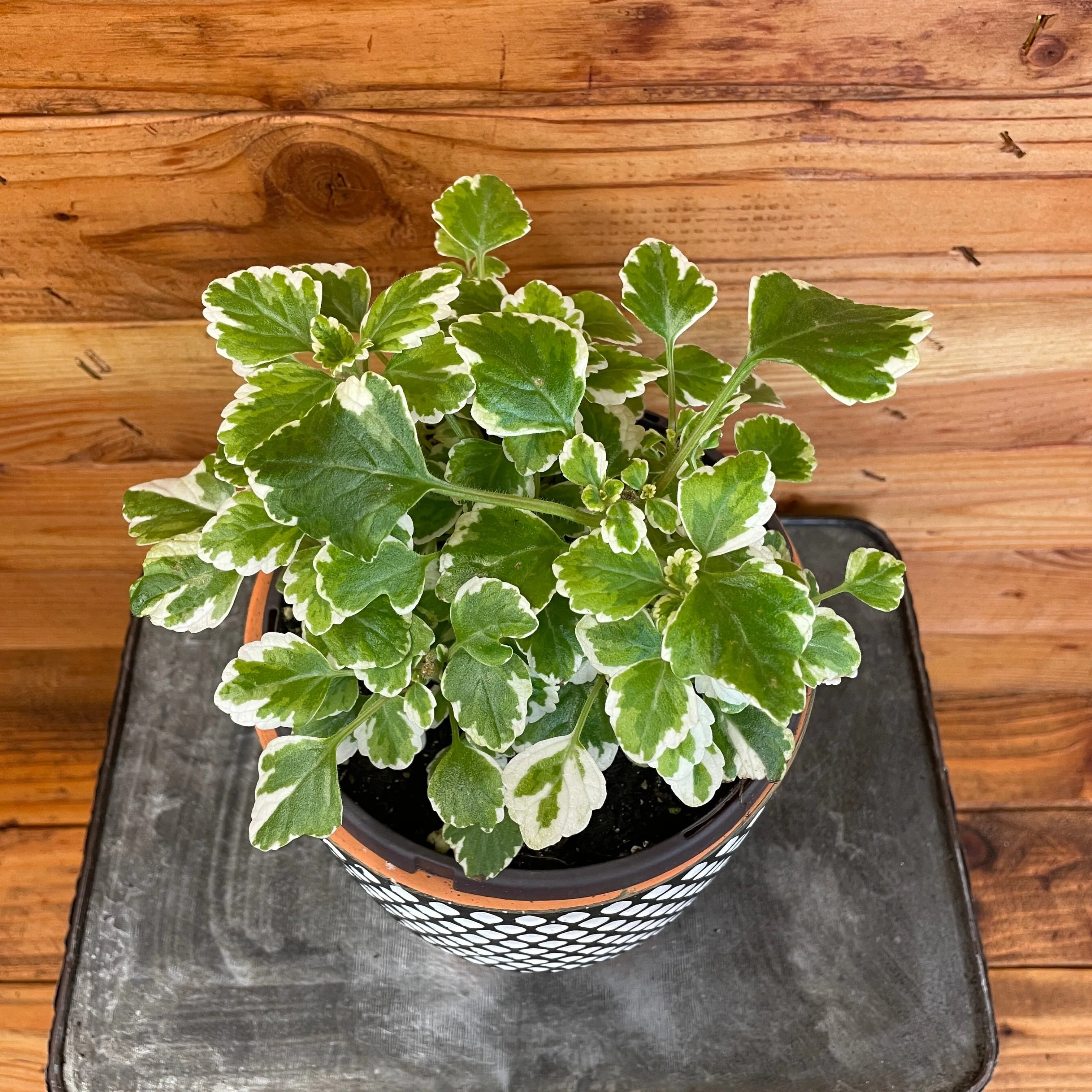 Plectranthus Swedish Ivy Mint, 6" Plant