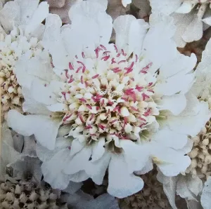 Scabiosa 'Kudo White'