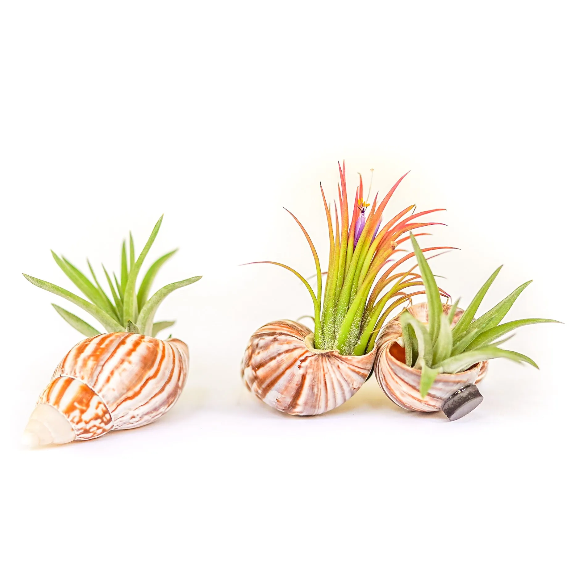 Set of 3 Seashell Magnets with Tillandsia Air Plants