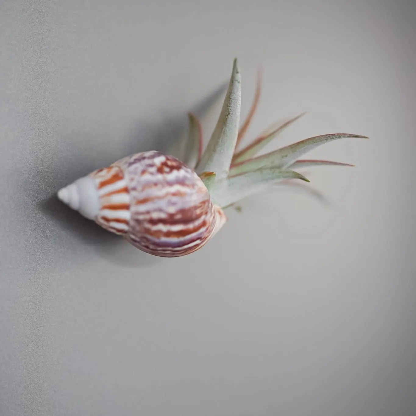 Set of 3 Seashell Magnets with Tillandsia Air Plants