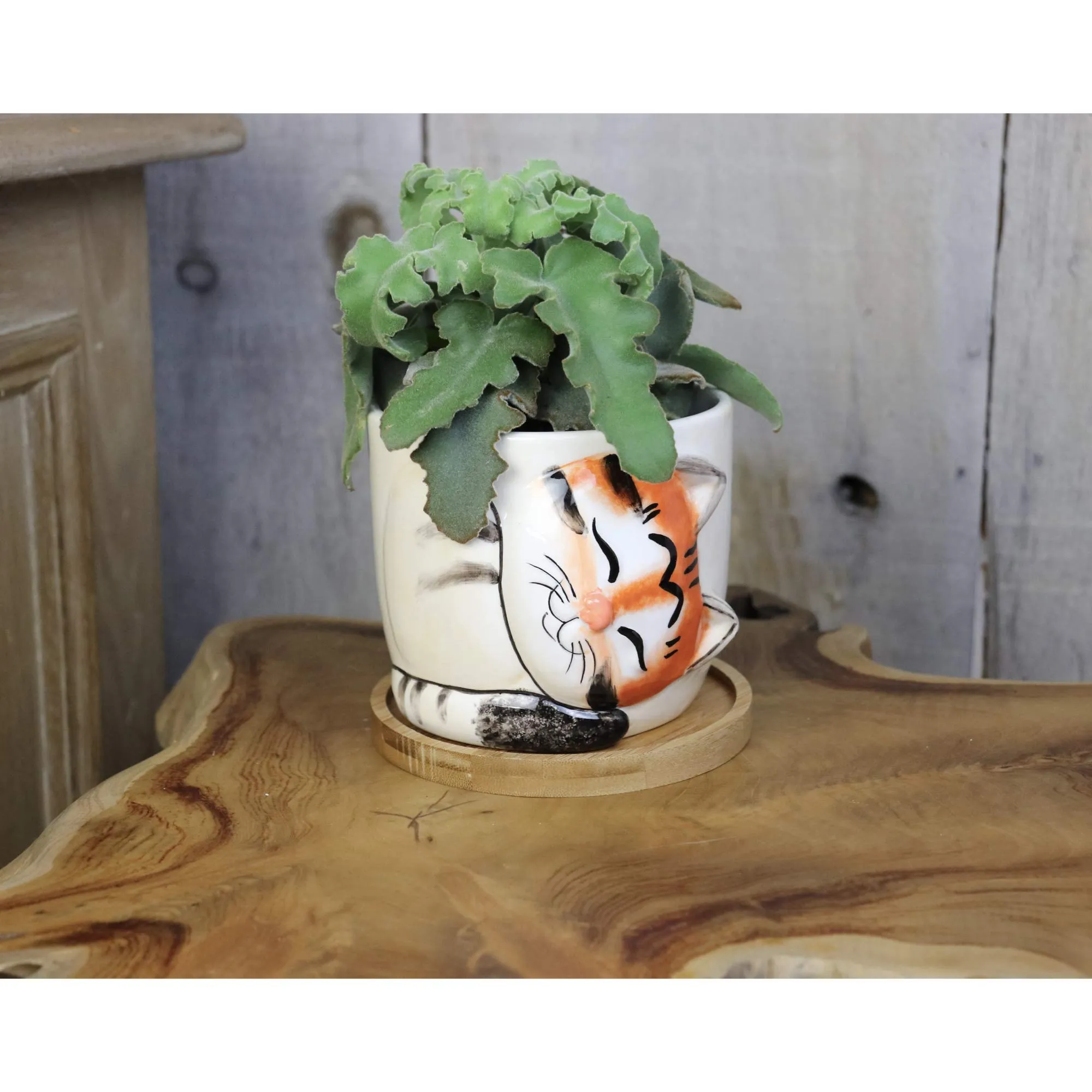 Window Garden Animal Planters - Large Kitty Pot (Tigger) Purrfect for Indoor Live House